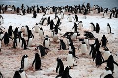 03C Penguin Colony At Neko Harbour On Quark Expeditions Antarctica Cruise.jpg